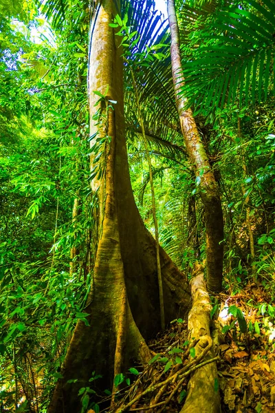 Trilha de floresta tropical na ilha Koh Lanta, Krabi, Tailândia — Fotografia de Stock