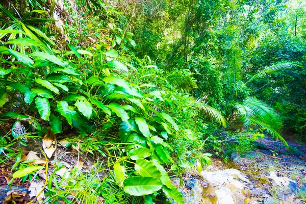 Tropical forest jungle trail in Koh Lanta Island, Krabi, Thailand — Stock Photo, Image