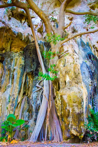 Höhle und Baumwurzeln, Eisenbahnstrand, Krabi, Thailand — Stockfoto