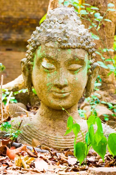 Chiang Mai, Tayland tapınakta Wat Umong antik Tay Buda heykeli