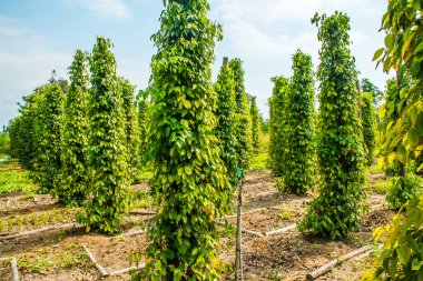 Biber Bahçe Çiftliği, Phu Quoc Adası, Vietnam