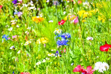 Renkli kır çiçekleri ile güzel çiçek açması çayır