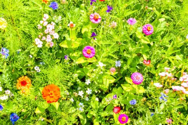 Kırmızı poppies, mavi Peygamber ve Avrupa'nın renkli yaz kır çiçekleri