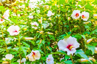 Bahçedeki beyaz amber çiçeği