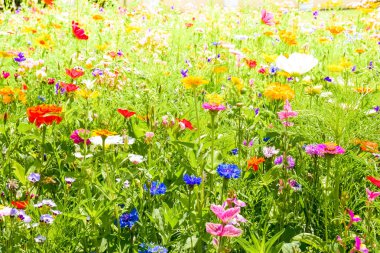 Kırmızı poppies, mavi Peygamber ve Avrupa'nın renkli yaz kır çiçekleri