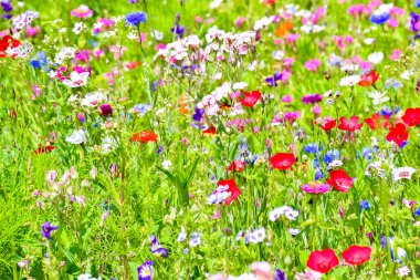 Kırmızı poppies, mavi Peygamber ve Avrupa'nın renkli yaz kır çiçekleri
