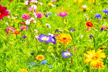 Kırmızı poppies, mavi Peygamber ve Avrupa'nın renkli yaz kır çiçekleri
