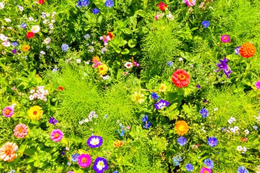 Kırmızı poppies, mavi Peygamber ve Avrupa'nın renkli yaz kır çiçekleri