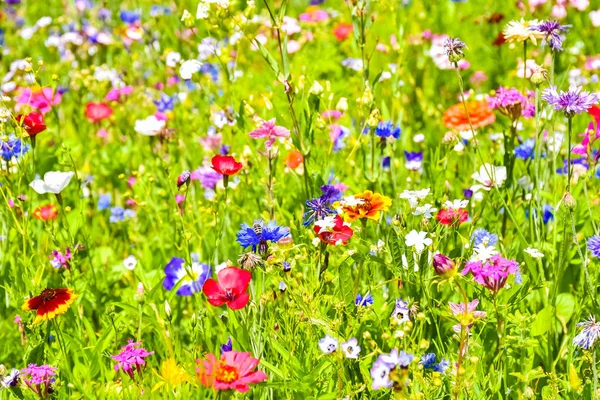 Beautiful blossoming meadow with colorful wildflowers — Stock Photo, Image