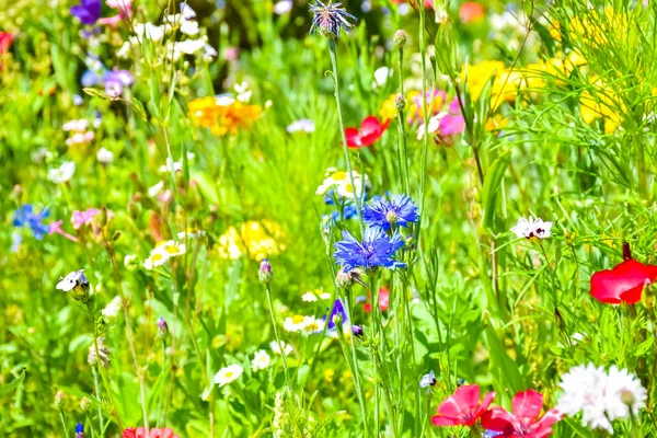 Прекрасный цветущий луг с разноцветными полевыми цветами — стоковое фото
