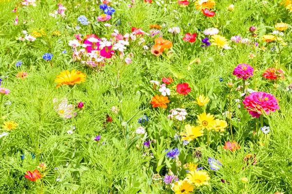 Rode papavers, blauwe korenbloemen en kleurrijke zomer wilde bloemen in Europa — Stockfoto