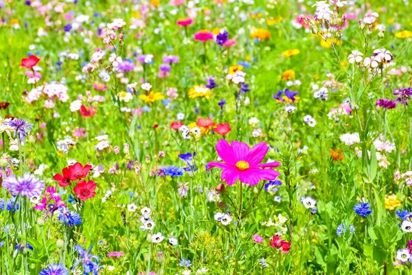 Beautiful blossoming meadow with colorful wildflowers — Stock Photo, Image