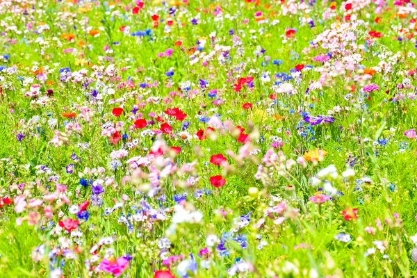 Bonito prado florescente com flores silvestres coloridas — Fotografia de Stock