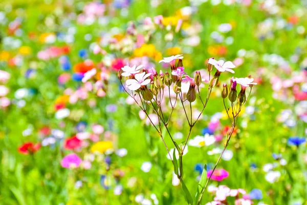 Bonito prado florescente com flores silvestres coloridas — Fotografia de Stock