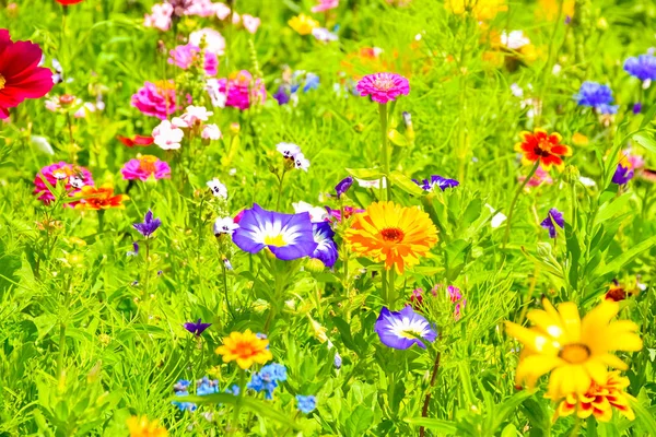 Papoulas vermelhas, flores azuis de milho e flores silvestres coloridas de verão na Europa — Fotografia de Stock