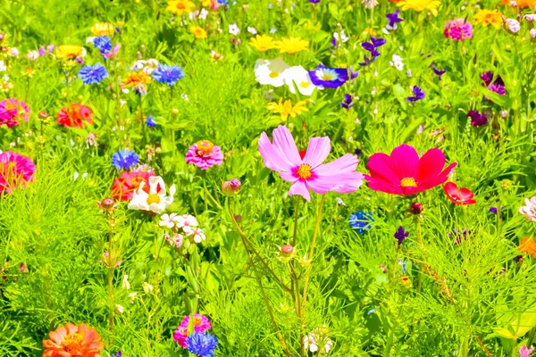 Kırmızı poppies, mavi Peygamber ve Avrupa'nın renkli yaz kır çiçekleri