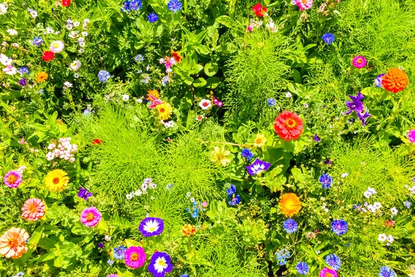 Красные маки, голубые кукурузные цветы и красочные летние полевые цветы в Европе — стоковое фото