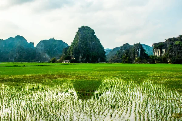 Pirinç tarlaları, Tam Coc, Ninh Binh Vietnam manzaralar — Stok fotoğraf