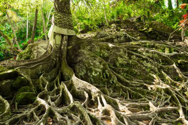 Büyük ağaç kökleri antik Balili Tapınağı Goa Gajah, fil Mağarası Bali, Unesco, Endonezya