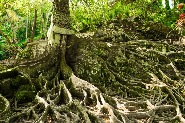 Enorme árvore com raízes do antigo templo balinês Goa Gajah, Caverna dos Elefantes em Bali, Unesco, Indonésia — Fotografia de Stock
