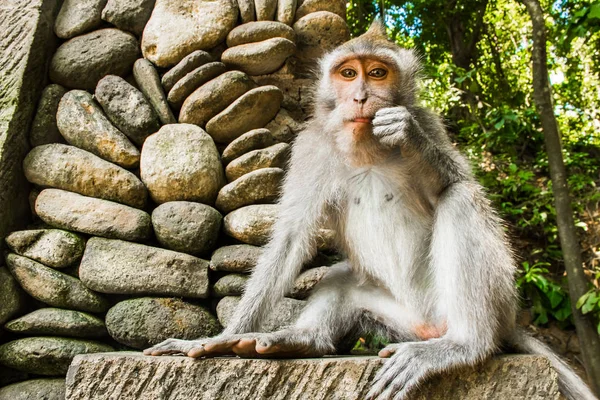 Mono en Tample en el bosque de monos, Ubud, Bali, Indonesia —  Fotos de Stock
