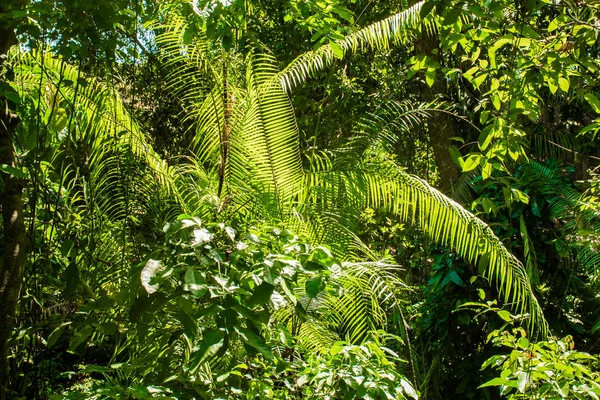 Trees in forest with roots of the monkey forest, Ubud, Bali, Indonesia — Stock Photo, Image