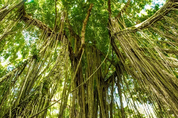 Δέντρα στο δάσος με τις ρίζες της η μαϊμού δάσος, Ουμπούντ, Μπαλί, Ινδονησία — Φωτογραφία Αρχείου