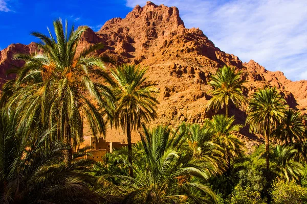 Beautiful landscape of palm oasis close to Tinghir, Morocco, Africa — Stock Photo, Image