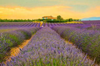 Güzel lavanta alanları sırasında günbatımı alanları Valensole, Provence, Fransa