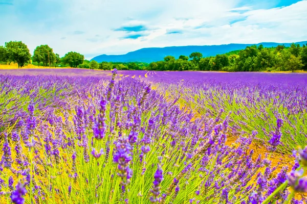 Romantik lavanta alan, Provence, Fransa mavi — Stok fotoğraf