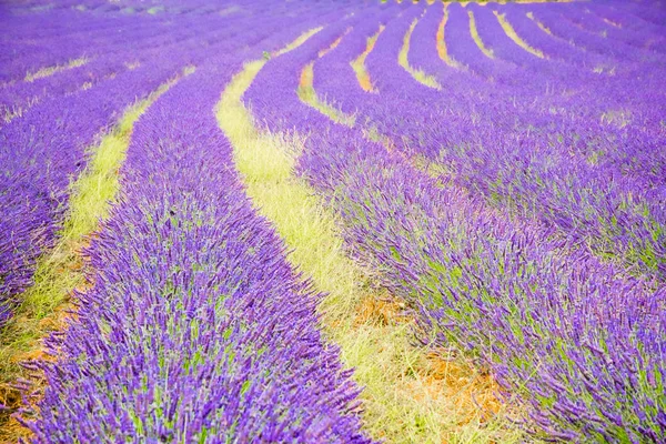 Niebieski romantyczny Lawendowe pole, Provence, Francja — Zdjęcie stockowe