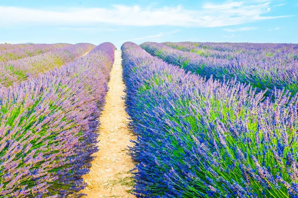 美丽的薰衣草田野在 Valensole, 普罗旺斯, 法国的日落田野 — 图库照片