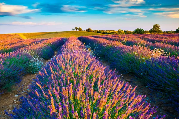 美丽的薰衣草田野在 Valensole, 普罗旺斯, 法国的日落田野 — 图库照片