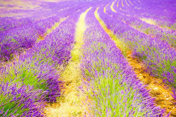 Blue romantic lavender field, Provenza, Francia — Foto Stock