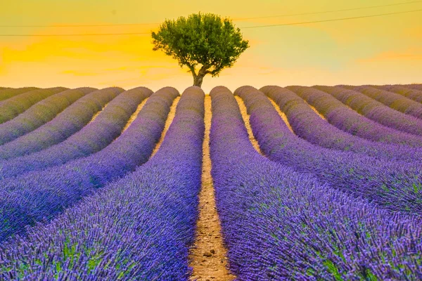 美丽的薰衣草田野在 Valensole, 普罗旺斯, 法国的日落田野 — 图库照片