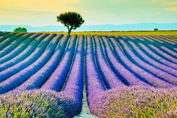 Güzel lavanta alanları sırasında günbatımı alanları Valensole, Provence, Fransa — Stok fotoğraf