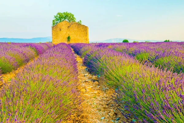 Güzel lavanta alanları sırasında günbatımı alanları Valensole, Provence, Fransa — Stok fotoğraf