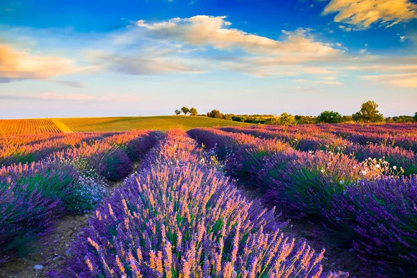 Bellissimi campi di lavanda durante i campi al tramonto a Valensole, Provenza, Francia — Foto Stock