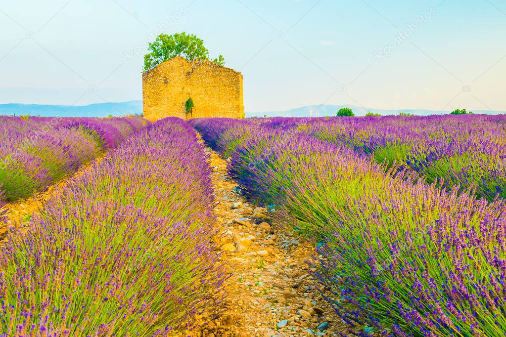 Beautiful lavender fields during sunset fields in Valensole, Provence, France