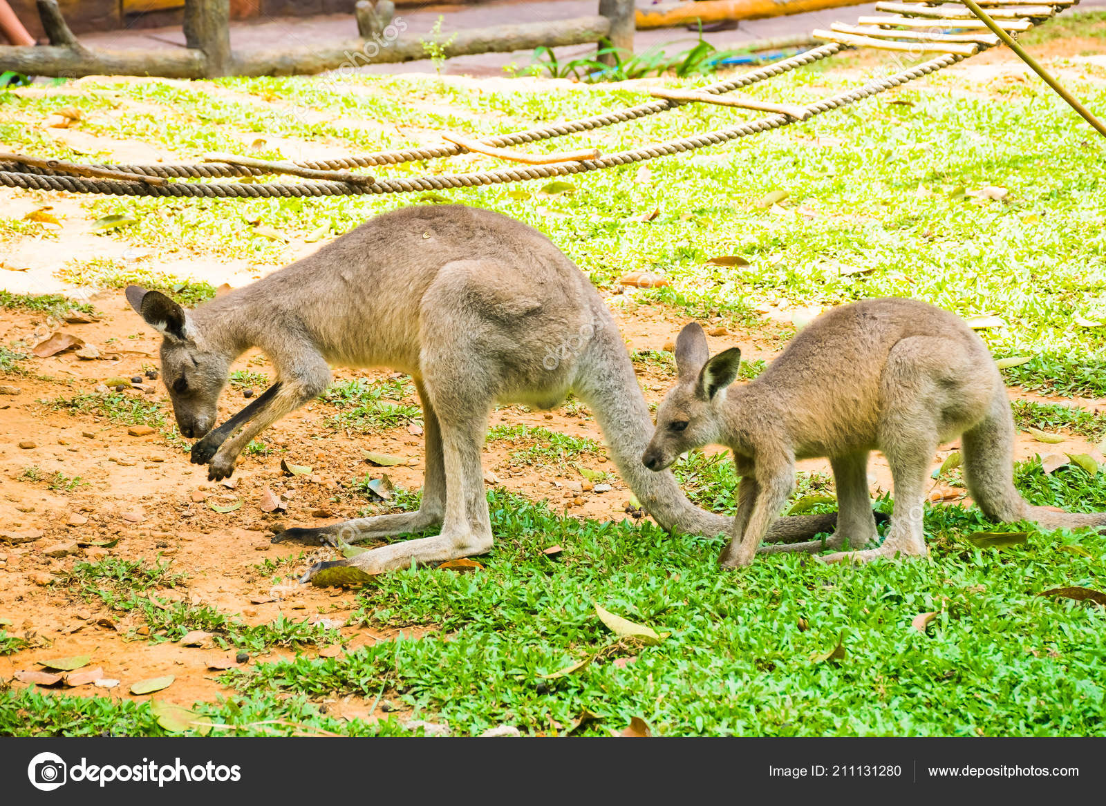 Download 4100 Koleksi Gambar Flora Dan Fauna Di Vietnam Terbaik HD