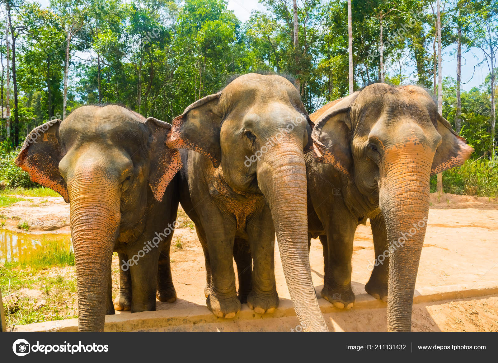 Download 4100 Koleksi Gambar Flora Dan Fauna Di Vietnam Terbaik HD