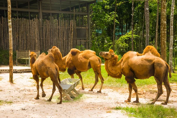 Grote Camelus bactrianus, Hanoi Safari Phu Quoc met exotische flora en fauna, Phu Quoc, Vietnam — Stockfoto