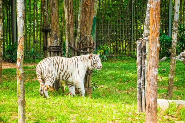 Белый королевский бенгальский тигр в сафари-парке Vinpearl Phu Quoc с экзотической флорой и фауной, Phu Quoc, Вьетнам — стоковое фото