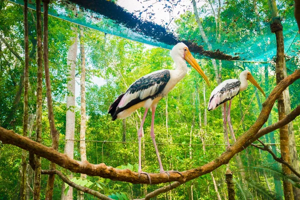 Två pelican fåglar på Vinpearl Safari Phu Quoc park med exotiska flora och fauna, Phu Quoc, Vietnam — Stockfoto