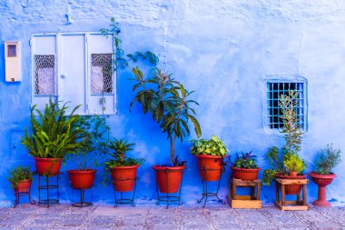 Bitkilerde Bahçe mavi Medine: Chefchaouen, Morocco evin önünde