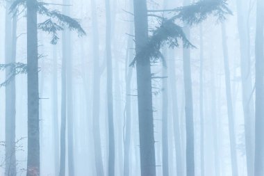 Gizemli sonbahar karanlık: atmosfere sis, Çek Cumhuriyeti ile Avrupa ormanı