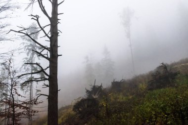 Sis, Celadna, Beskids ile dağda sonbahar manzara ile renkli ağaçlar