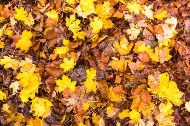 Çim arka planda sarı, turuncu ve kırmızı sonbahar yaprakları