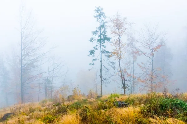 Colorful trees with autumn landscape in mountain with fog, Celadna, Beskids — Stock Photo, Image