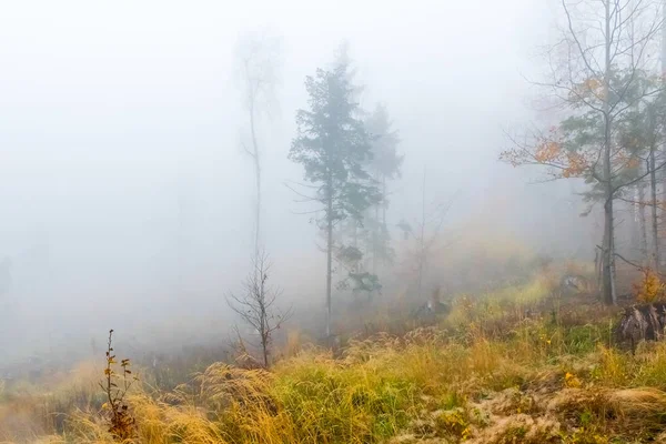 Colorful trees with autumn landscape in mountain with fog, Celadna, Beskids — Stock Photo, Image